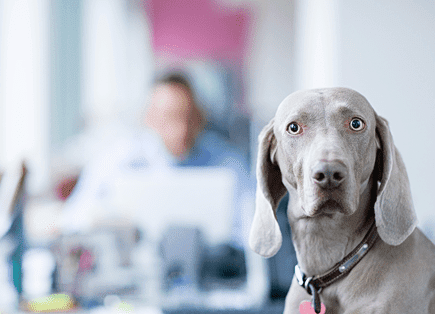 Who Let the Dog out? Privacy in Mergers and Acquisitions